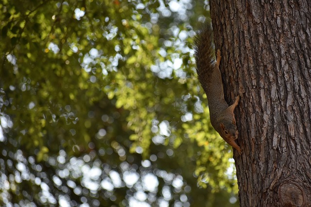 特鲁姆普的 特鲁姆普的
